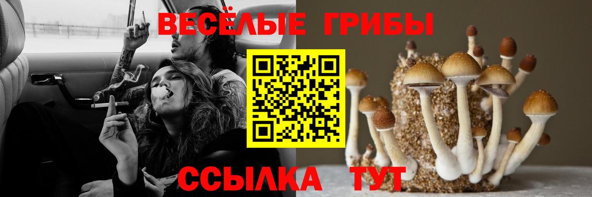 Миллерово  Псилоцибиновые грибы GOLDEN TEACHER  Вход с VPN  Псилоцибиновые грибы Psilocybe 